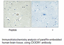 Product image for CX3CR1 Antibody