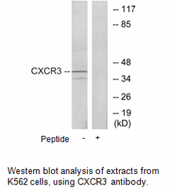 Product image for CXCR3 Antibody