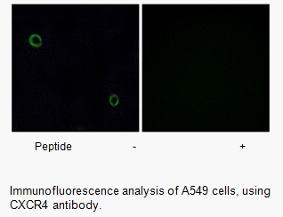 Product image for CXCR4 Antibody