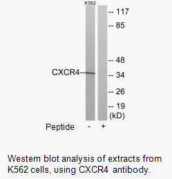 Product image for CXCR4 Antibody