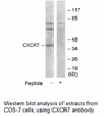 Product image for CXCR7 Antibody
