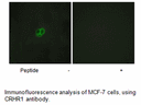 Product image for CRHR1 Antibody