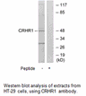 Product image for CRHR1 Antibody