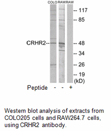 Product image for CRHR2 Antibody