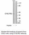 Product image for CYSLTR2 Antibody