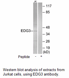 Product image for EDG3 Antibody