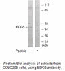Product image for EDG5 Antibody
