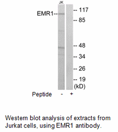 Product image for EMR1 Antibody