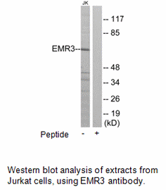 Product image for EMR3 Antibody