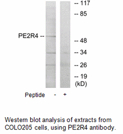 Product image for PE2R4 Antibody