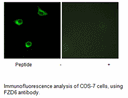 Product image for FZD6 Antibody