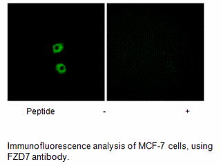 Product image for FZD7 Antibody
