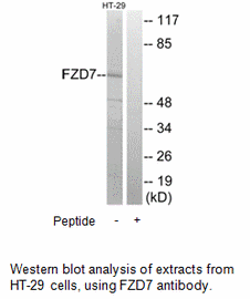Product image for FZD7 Antibody