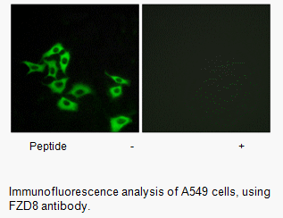 Product image for FZD8 Antibody