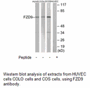 Product image for FZD9 Antibody