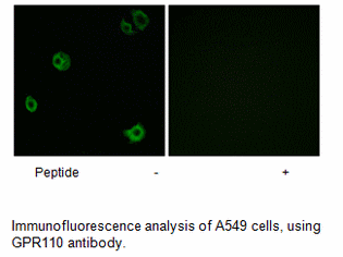 Product image for GPR110 Antibody