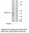Product image for GPR119 Antibody