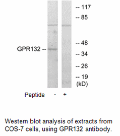 Product image for GPR132 Antibody