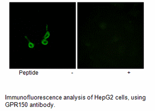 Product image for GPR150 Antibody