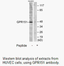 Product image for GPR151 Antibody