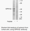 Product image for GPR152 Antibody