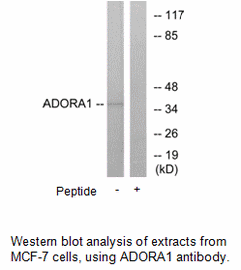 Product image for ADORA1 Antibody