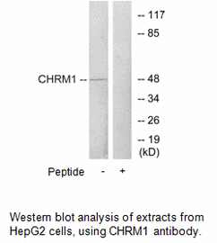 Product image for CHRM1 Antibody