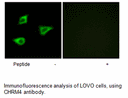 Product image for CHRM4 Antibody