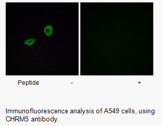 Product image for CHRM5 Antibody