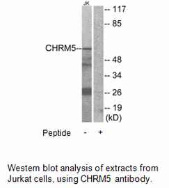 Product image for CHRM5 Antibody