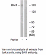 Product image for BAI1 Antibody
