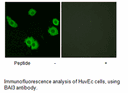 Product image for BAI3 Antibody