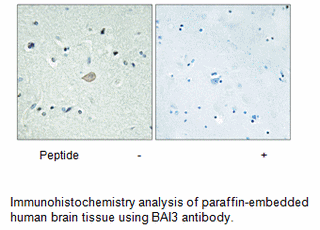 Product image for BAI3 Antibody