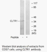 Product image for CLTR1 Antibody
