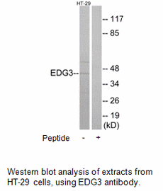 Product image for EDG3 Antibody