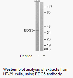 Product image for EDG5 Antibody