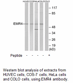 Product image for EMR4 Antibody