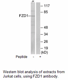 Product image for FZD1 Antibody