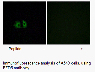 Product image for FZD5 Antibody