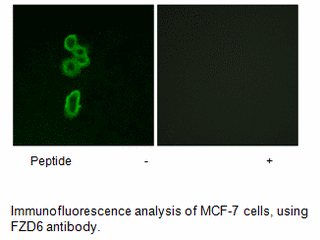 Product image for FZD6 Antibody