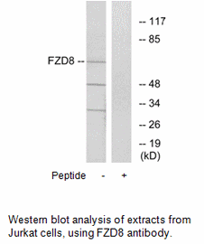 Product image for FZD8 Antibody