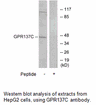 Product image for GPR137C Antibody