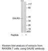 Product image for GALR2 Antibody
