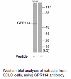 Product image for GPR114 Antibody