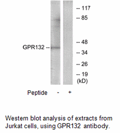 Product image for GPR132 Antibody