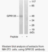 Product image for GPR135 Antibody