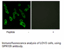 Product image for GPR139 Antibody