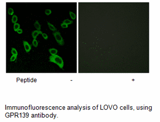 Product image for GPR139 Antibody
