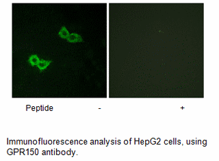 Product image for GPR150 Antibody