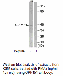 Product image for GPR151 Antibody